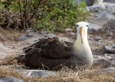 Albatros de Galápagos anidando en Isla Española - Foto: E bailey (CC BY-SA 4.0)