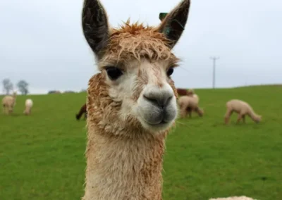 Alpaca en los campos andinos de Ecuador