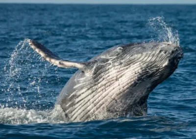 Ballena jorobada saltando fuera del agua en las costas de Ecuador