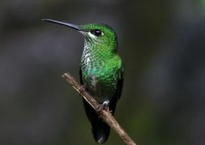 Colibrí posado en una rama en el bosque de Ecuador