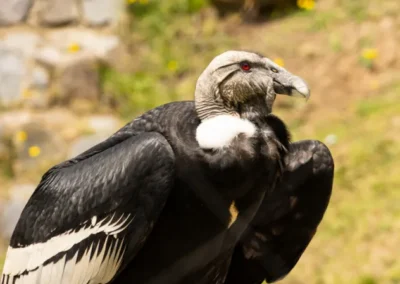 Cóndor andino, ave emblemática de las montañas de Ecuador