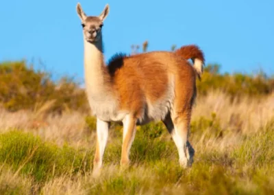 Guanaco, camélido andino en las montañas de Sudamérica