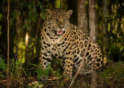 Jaguar en la selva amazónica de Ecuador