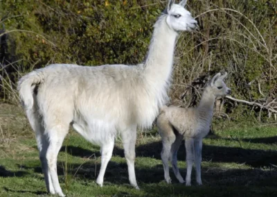 Llama adulta con su cría en el páramo andino de Ecuador