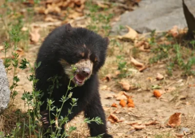 Oso andino de anteojos en las montañas de Ecuador