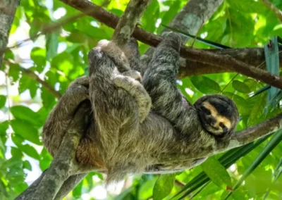 Oso perezoso de tres dedos colgando de un árbol en el bosque de Ecuador