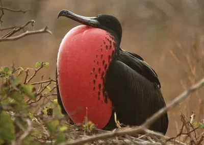 Pájaro fragata macho en Galápagos, Ecuador - Foto: Andrew Turner (CC BY 2.0)