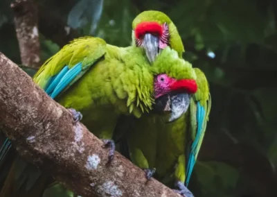 Pareja de loros verdes sobre una rama en la selva de Ecuador