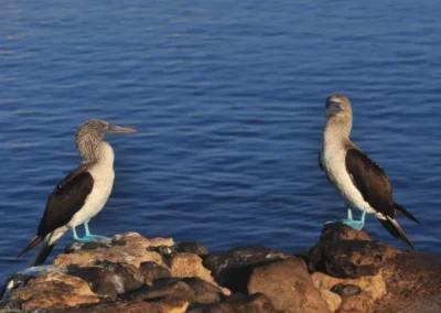 Pareja de piqueros de patas azules sobre rocas en Galápagos, Ecuador