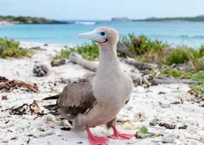 Piquero de patas rojas en las Islas Galápagos, Ecuador