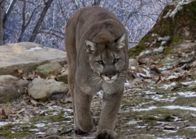 Puma andino caminando en las zonas altas de Ecuador