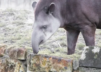 Tapir andino o danta en el bosque de Ecuador