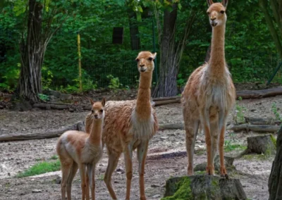 Tres vicuñas en los páramos andinos de Ecuador