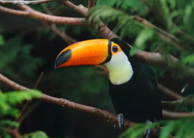 Tucán posado en la rama de un árbol en la selva de Ecuador