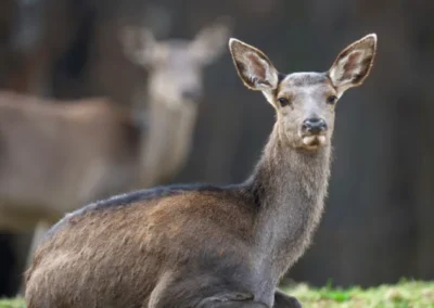 Venado de páramo en el bosque andino de Ecuador
